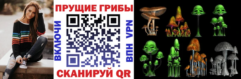 Псилоцибиновые грибы Psilocybe  Купить закладки  Дмитриев 
